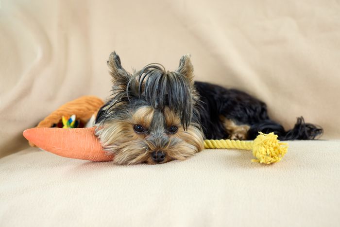 Rope Lead