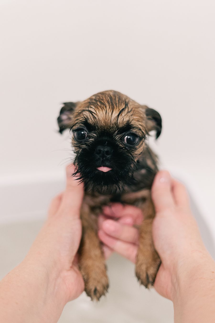 Nail Trim & Ears
